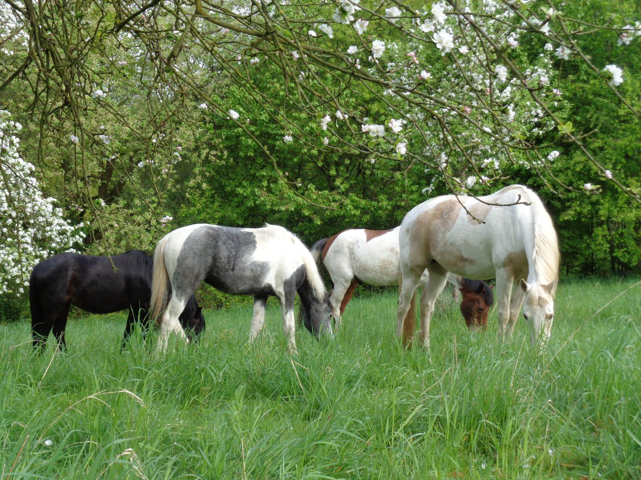 Les Hippocampes